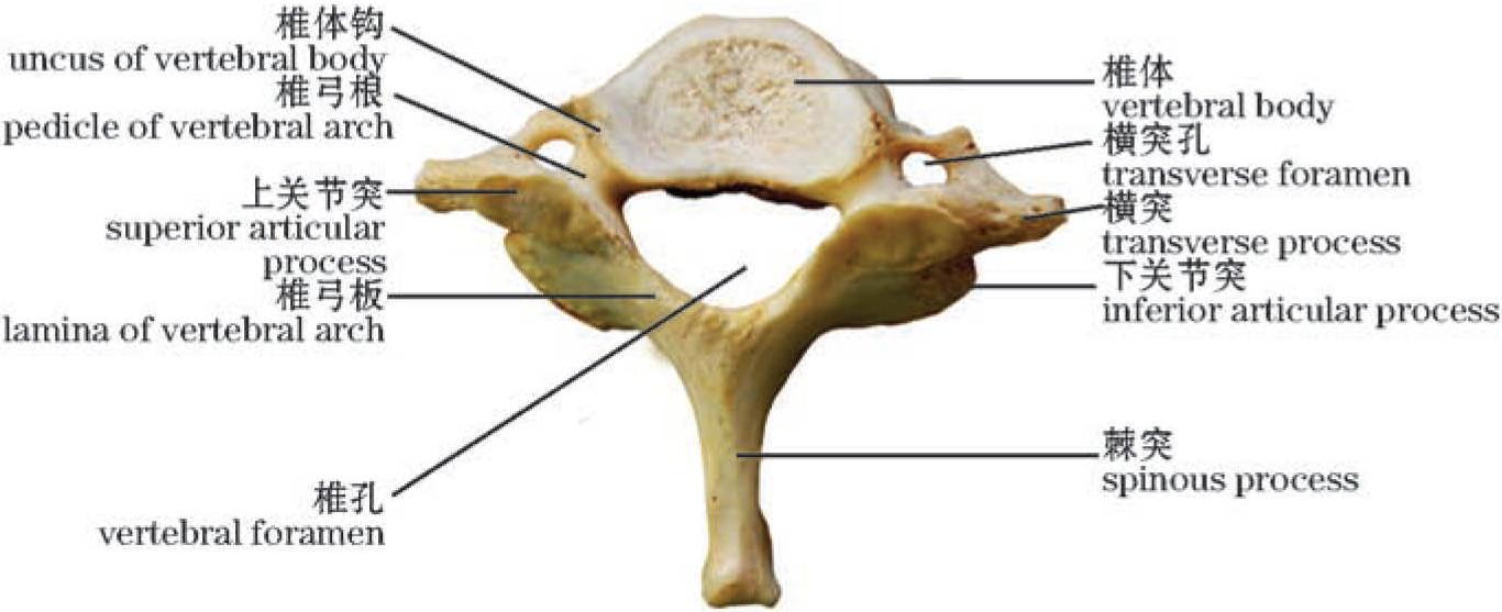 图1-8 隆椎